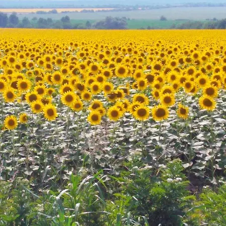 Sunflower Bulgaria Stefan Stambolovo